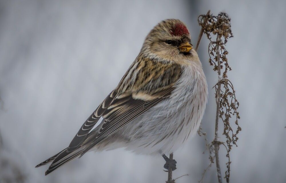 Photograph by Высотских Владимир