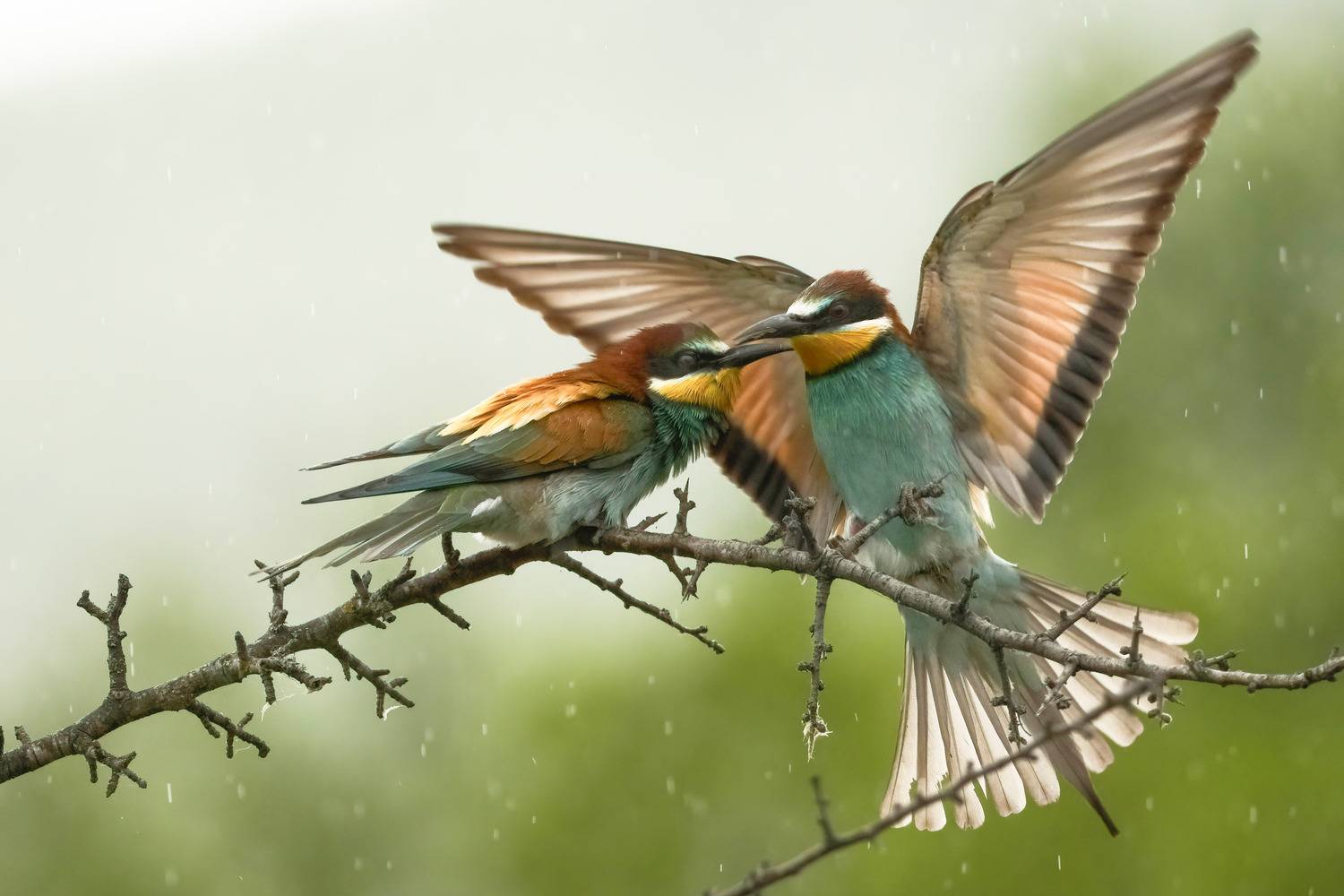 Фотография #13085988