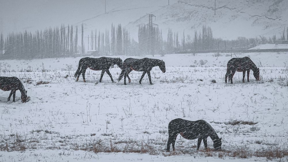 Фотография автора Кристина Шефер