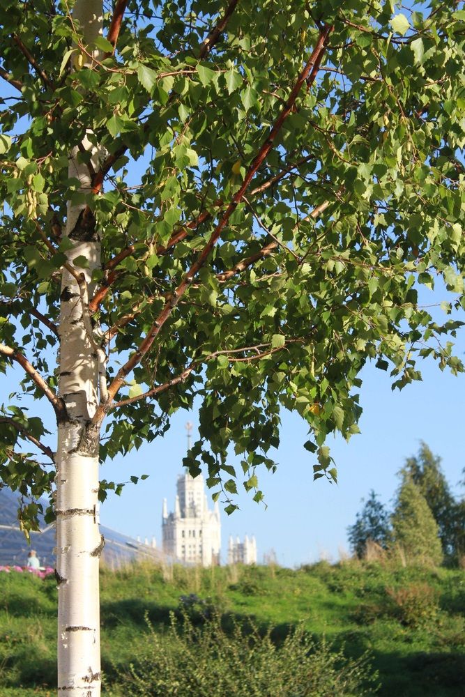 Photo #13086087