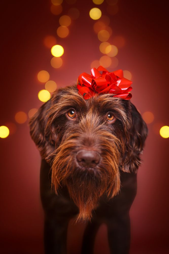 Photograph by Judit Márton