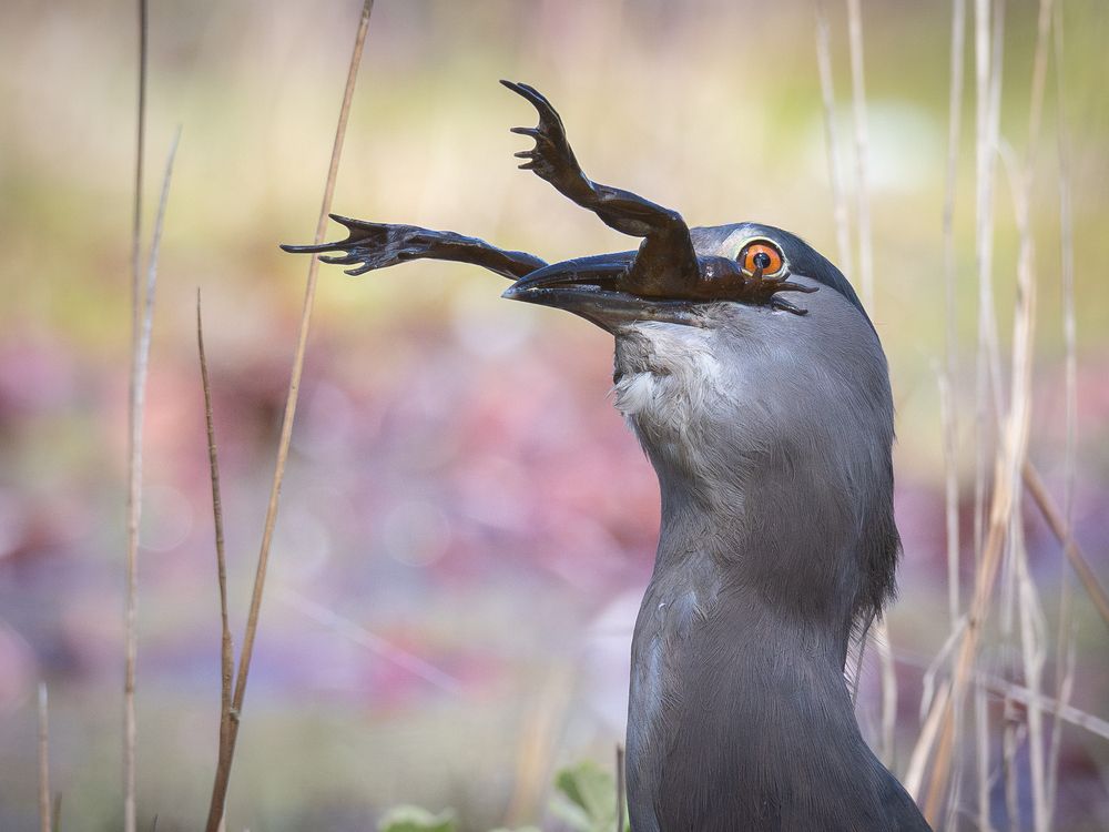 Photograph by Harold Gillibrand