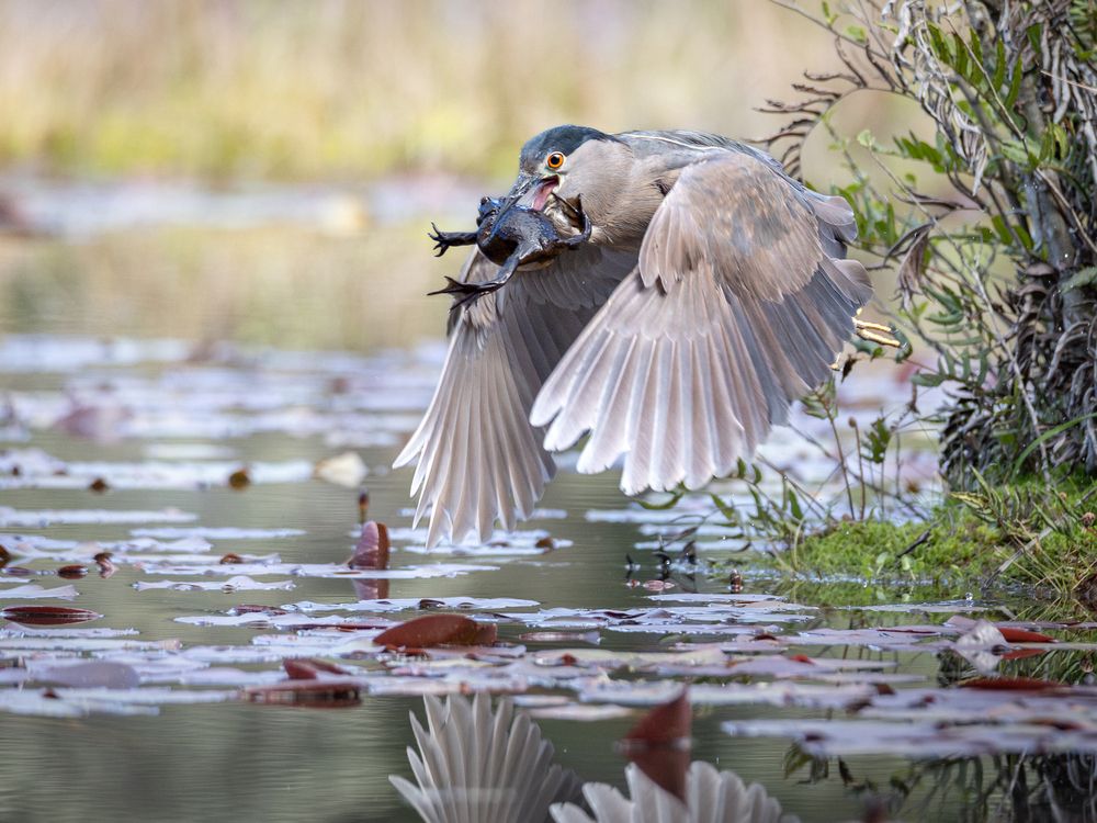 Photograph by Harold Gillibrand