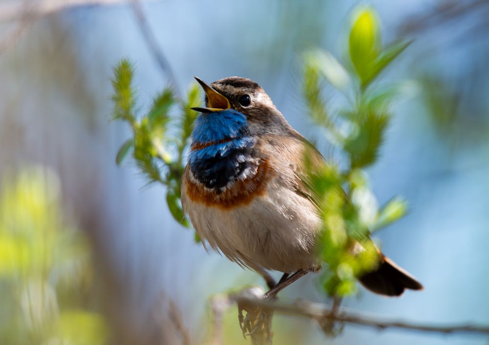 Певец весны