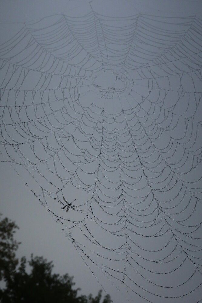 Попал в сеть