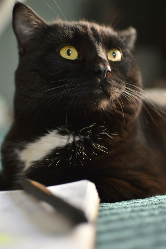My cat Bonyfazyi - The writer