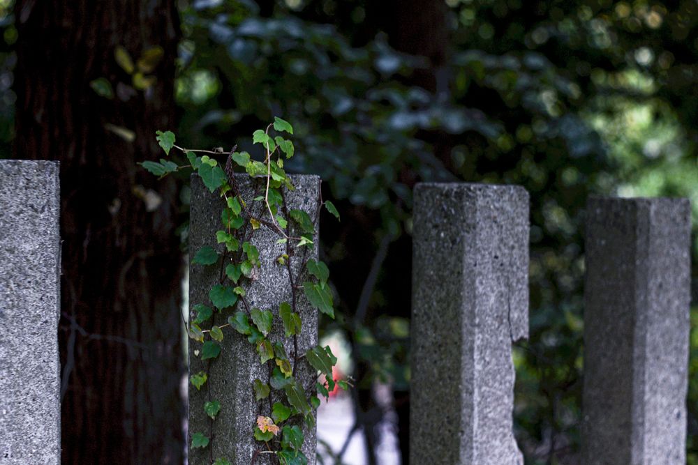 Photograph by 音無