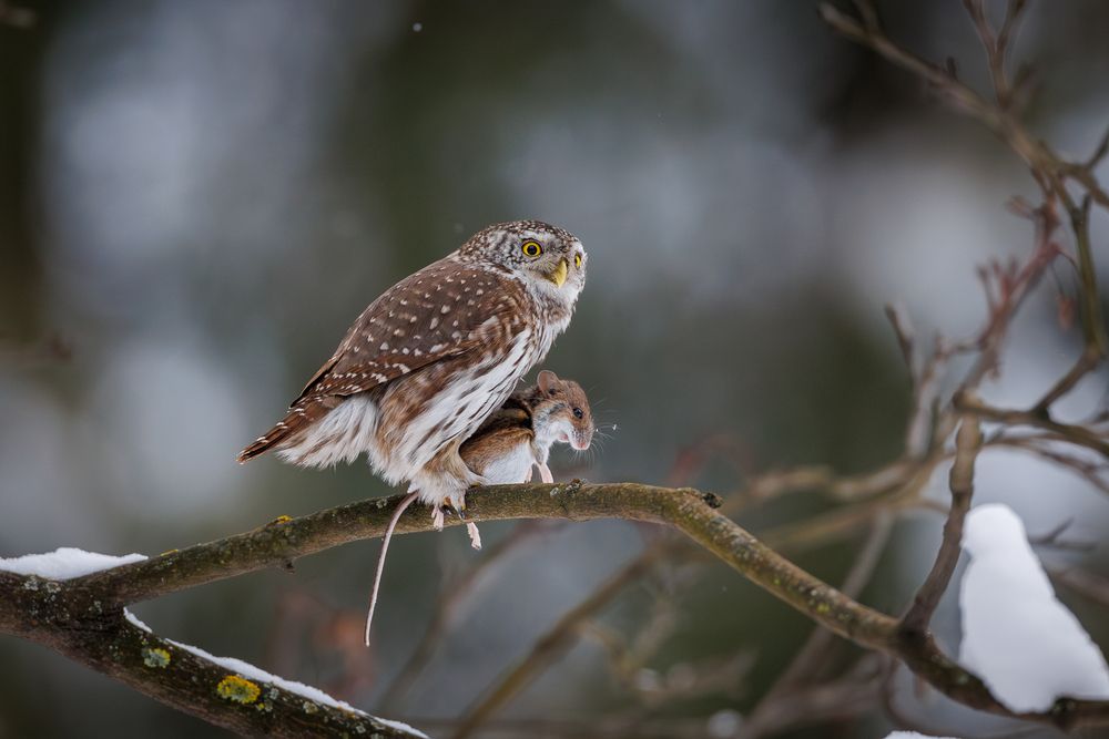 Фотография автора Антон Науменко