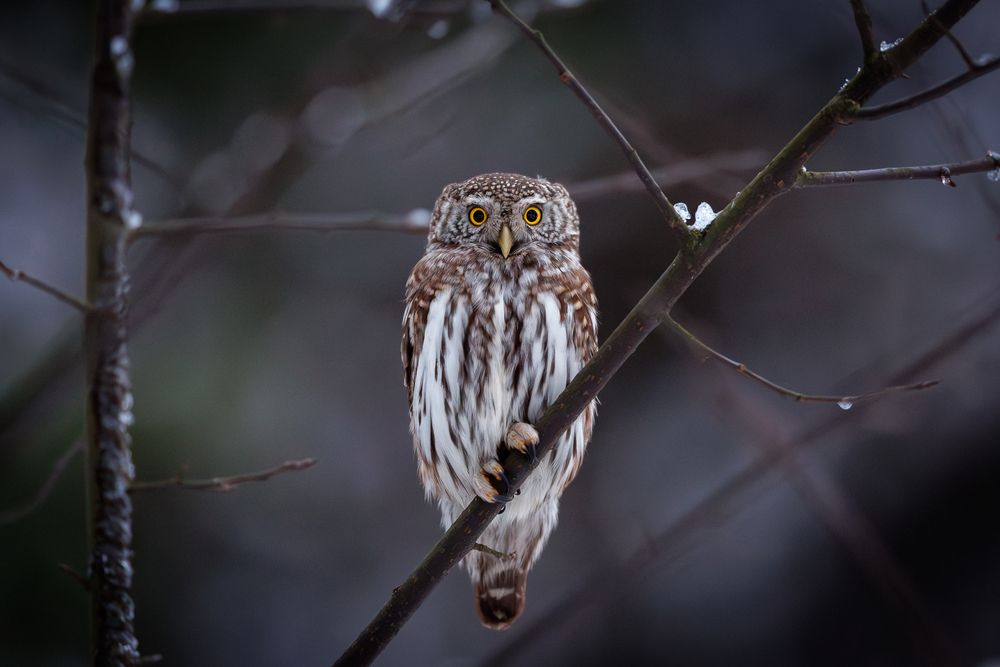Фотография автора Антон Науменко