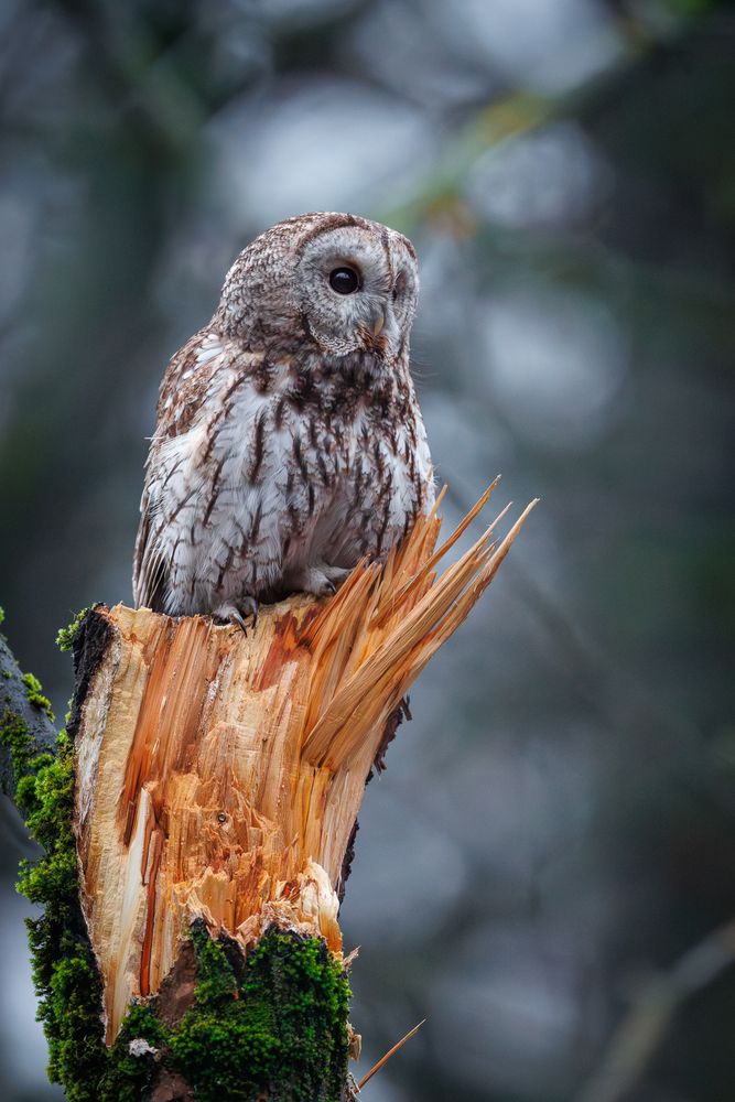 Фотография автора Антон Науменко