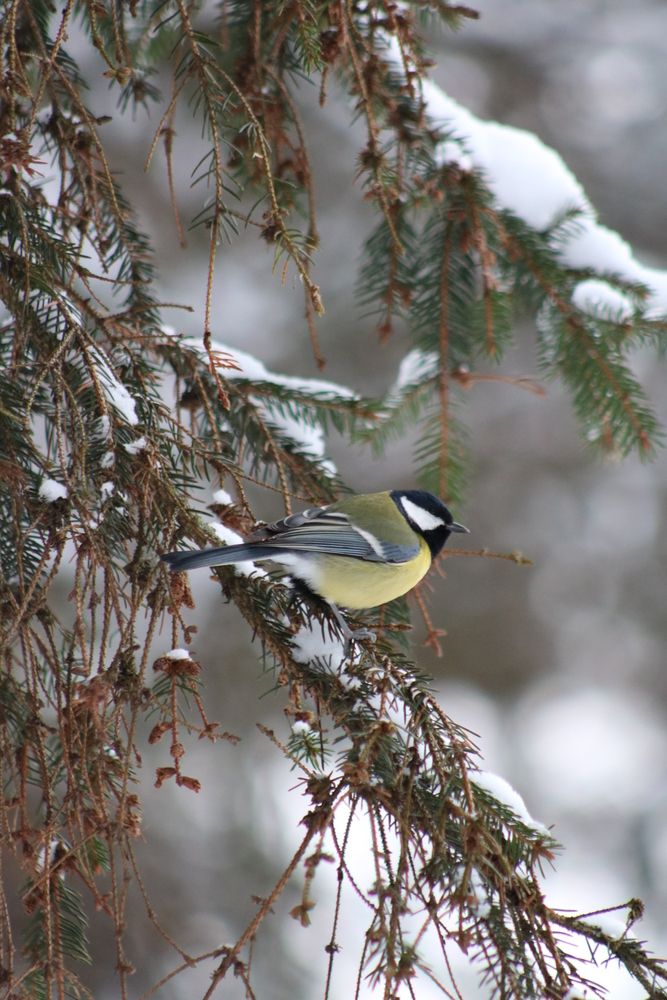 Photograph by Светлана Шуткова