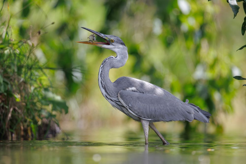 Фотография автора Антон Науменко