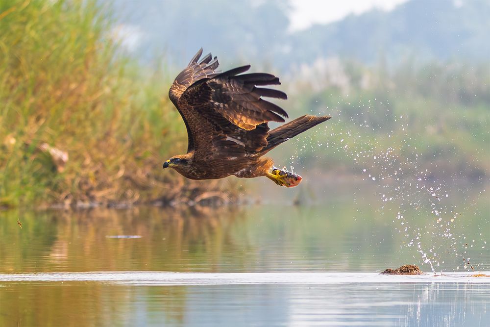 Black Kite with its catch