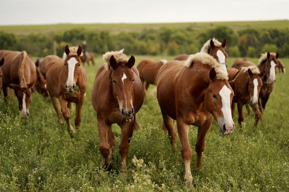 Photograph by Эльмира Исмагилова