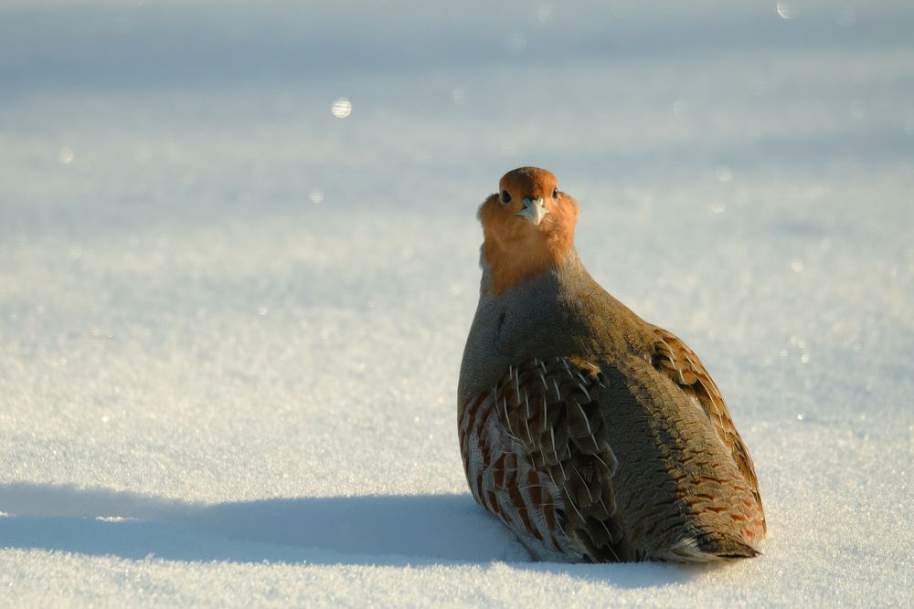 Photograph by Соварцева Ксения