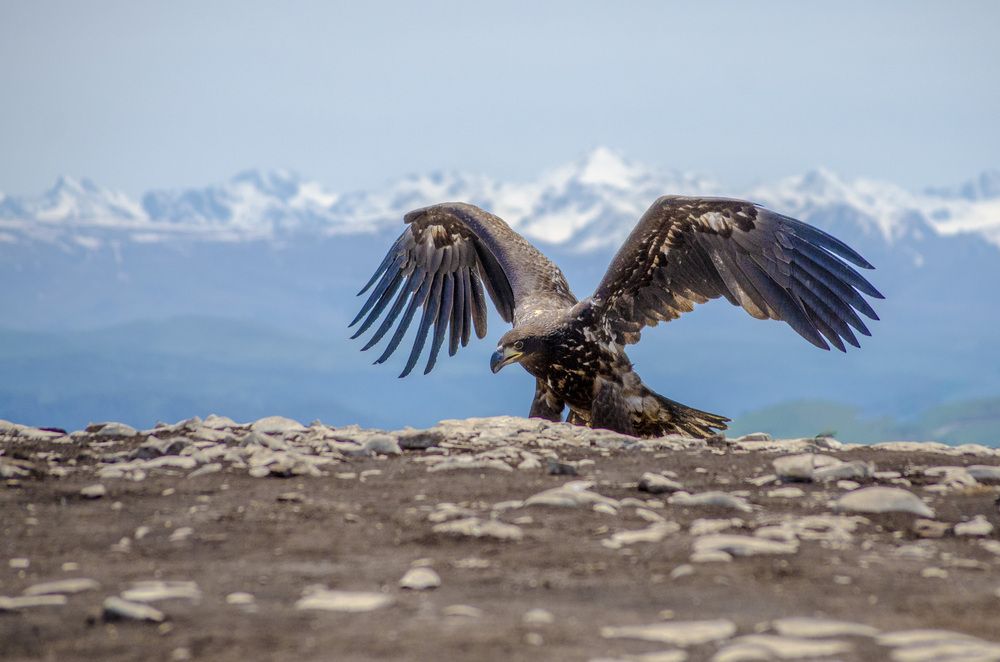 Фотография автора Олег Васильев