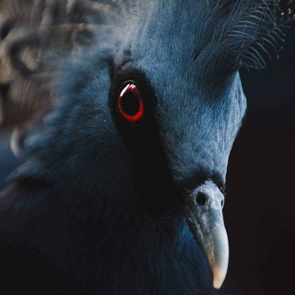 Фотография автора Tigran Simonyan