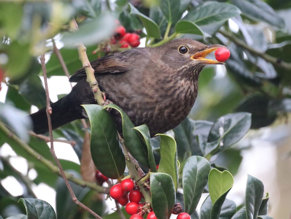 Photograph by Anja Kroes, Dutch