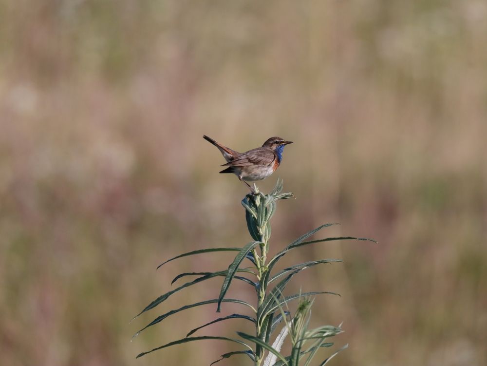 Photograph by Anja Kroes, Dutch