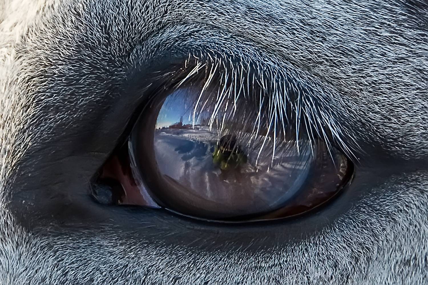 Фотография #13087098