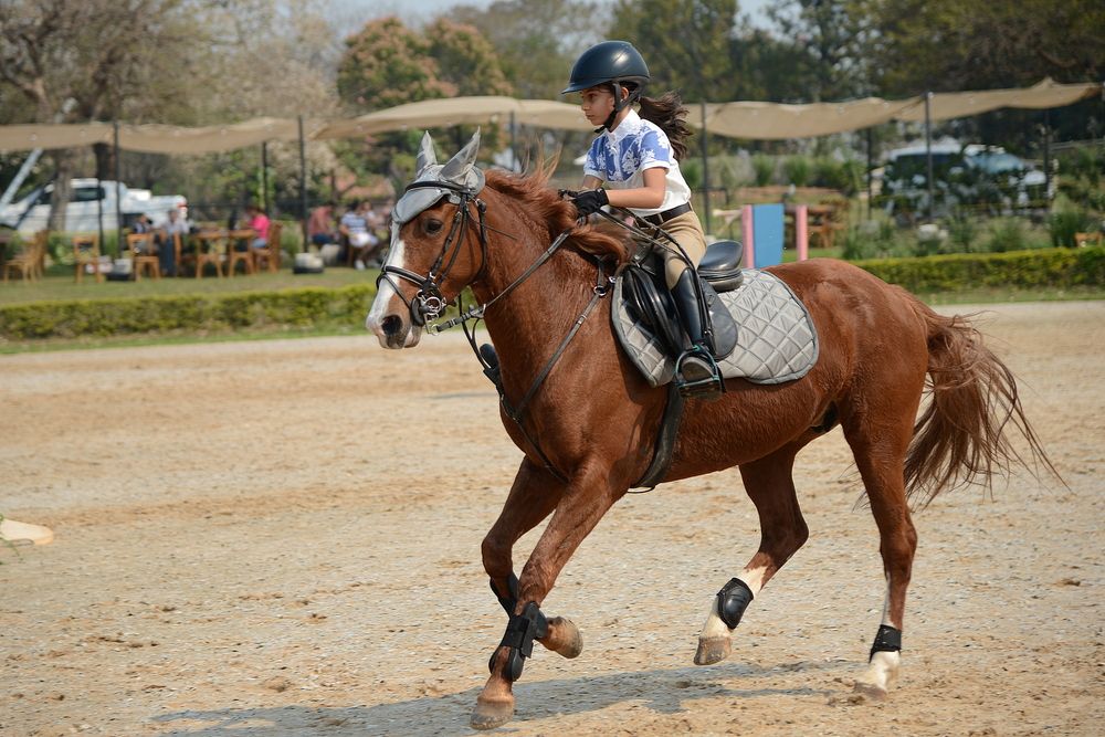 Большая лошадь и маленькая наездница