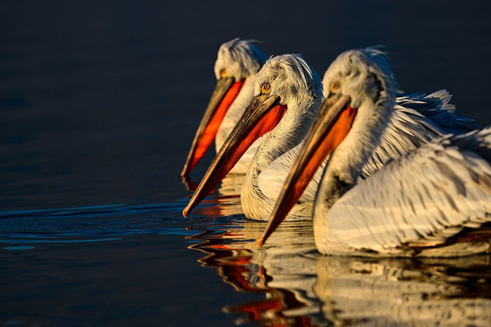 Photograph by nimalan subramaniam