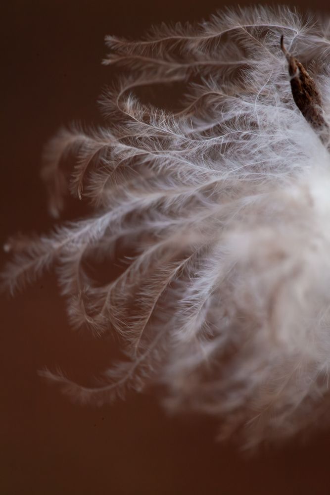 Photograph by Jacki Manthe