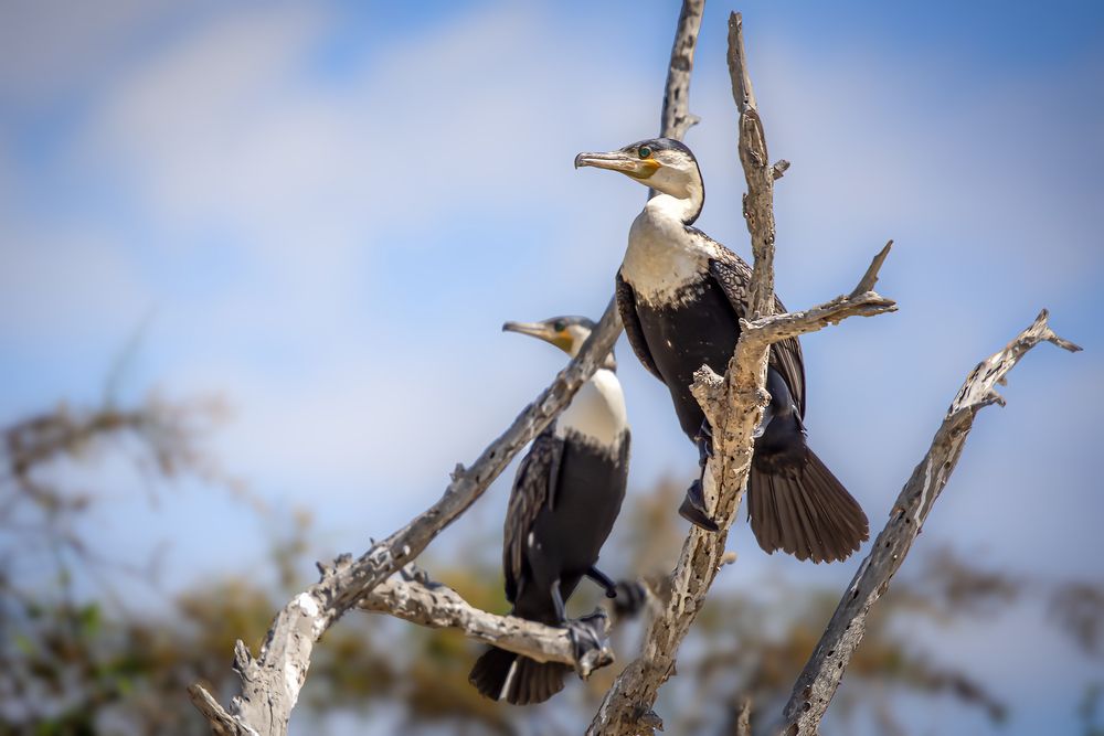 Photograph by Jacky Weckx