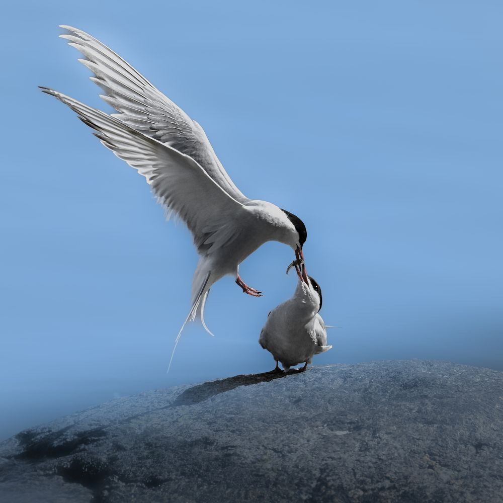 Feeding