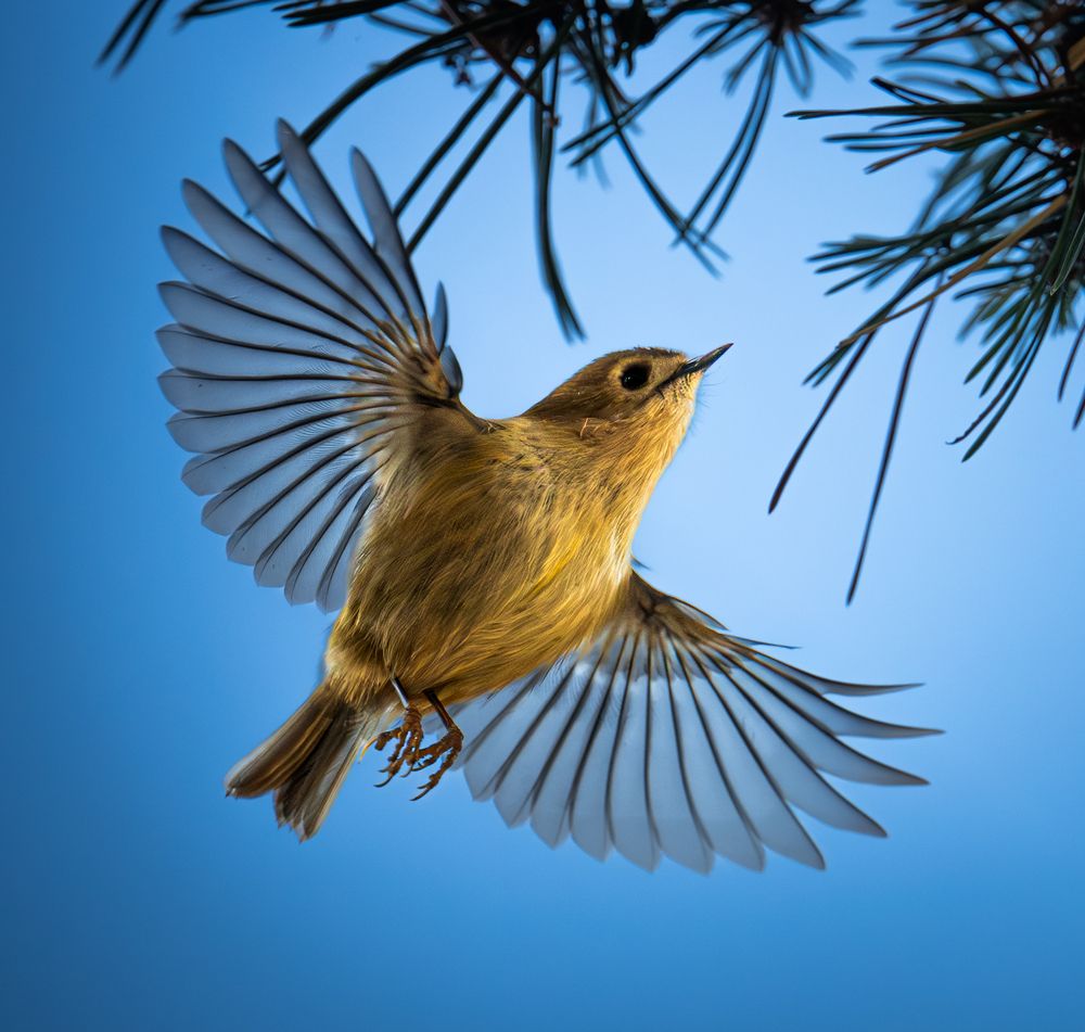 Goldcrest in flight.