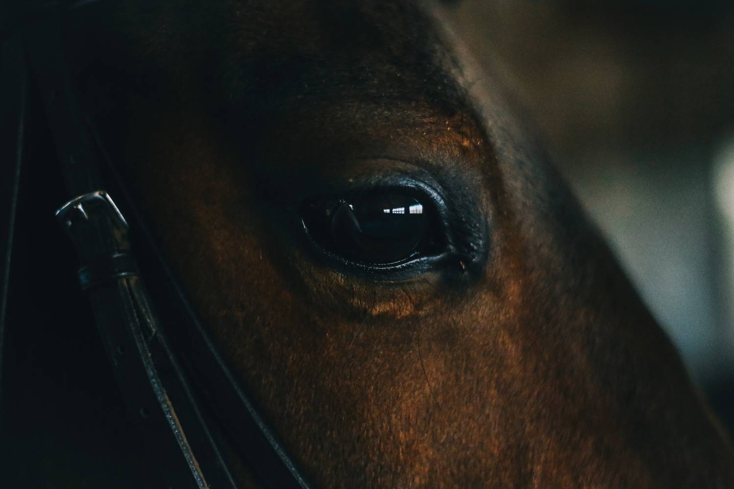 Фотография #13087385