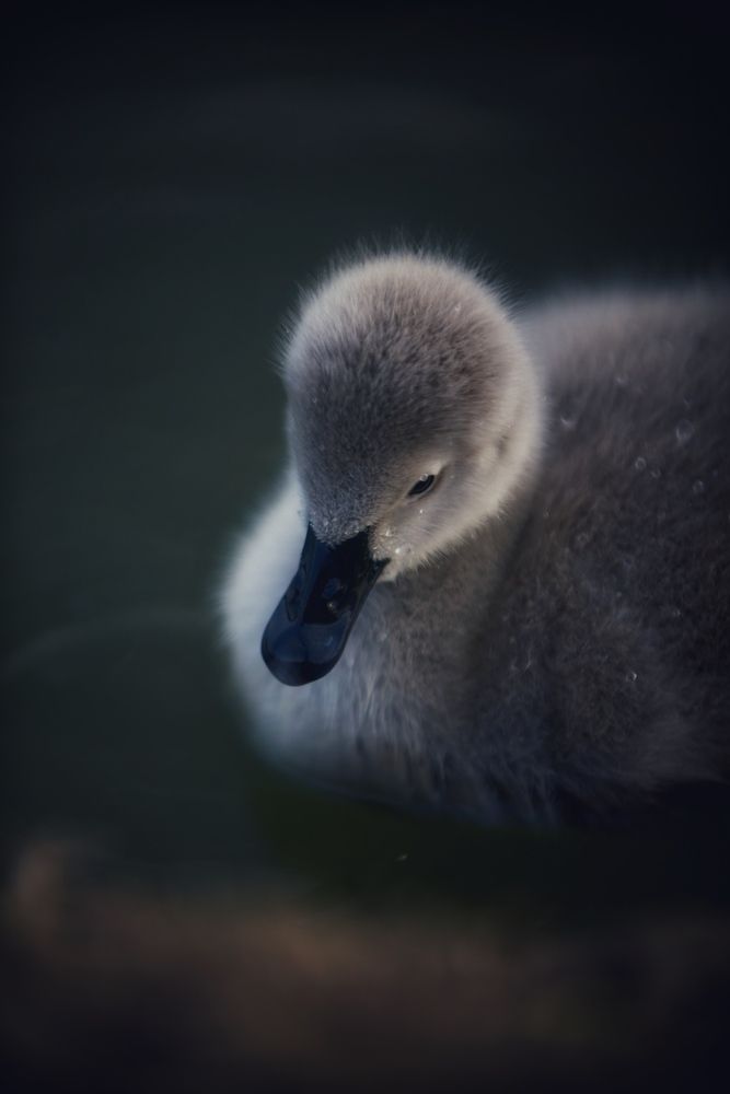 Photograph by Sarrah Yehia