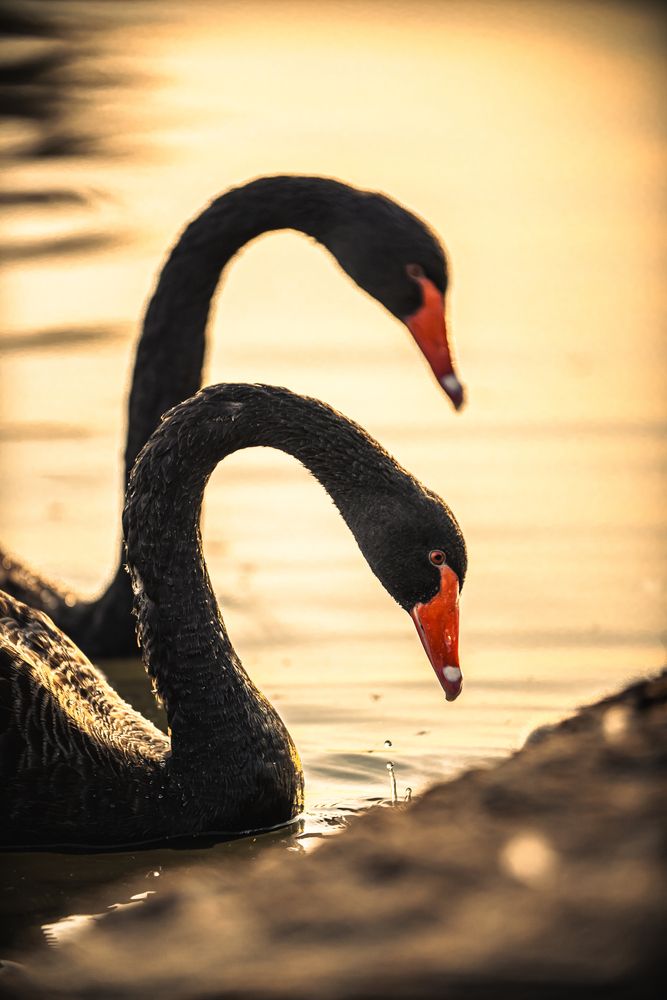 Photograph by Sarrah Yehia