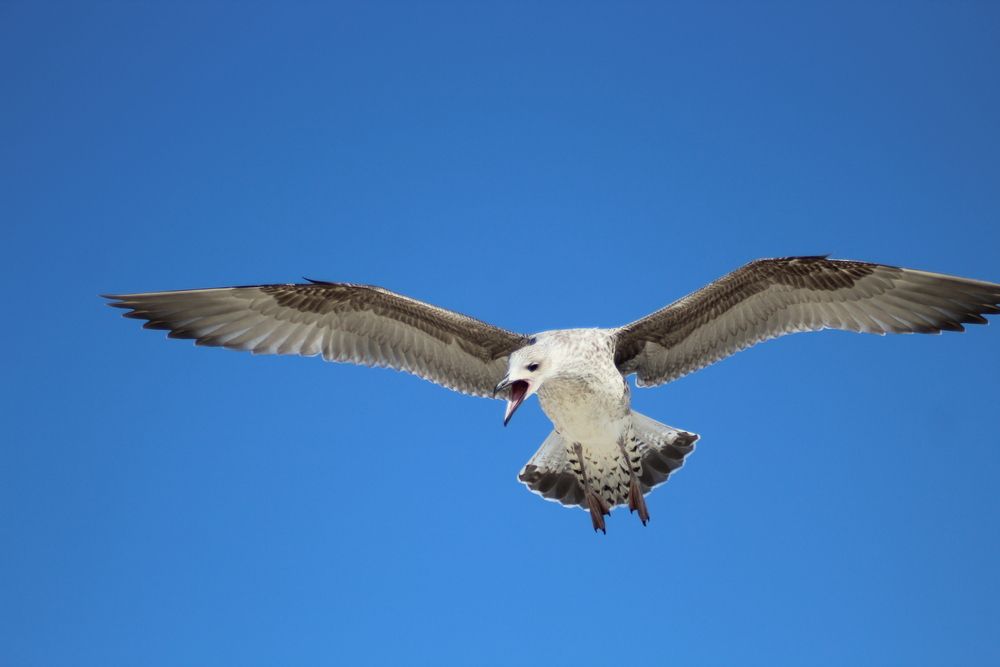 Photograph by Francisco Ferreira