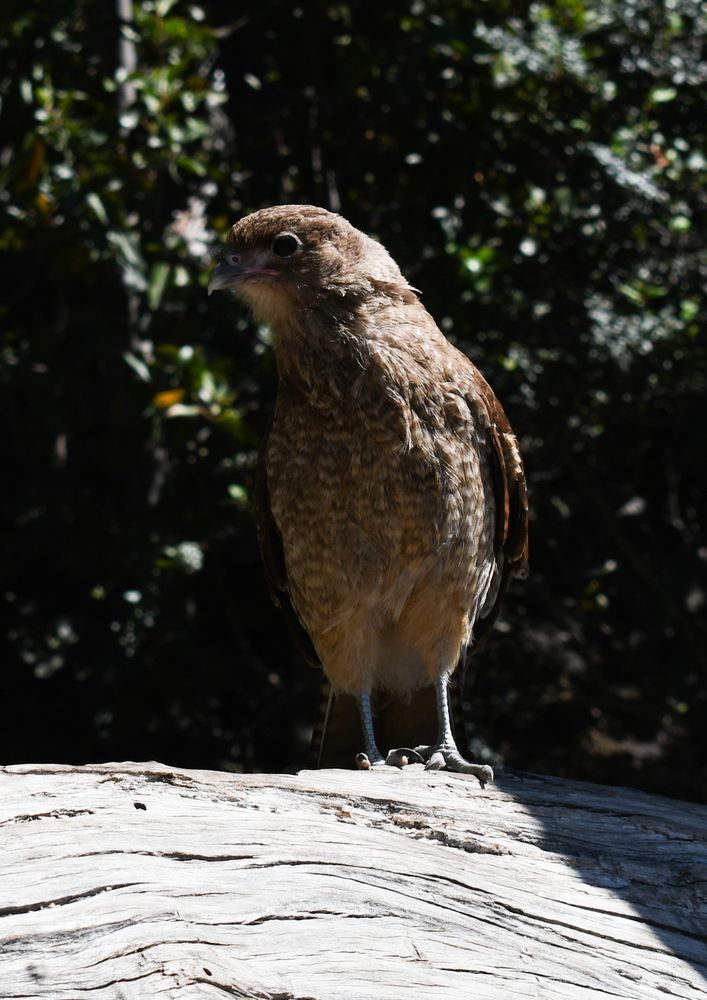 Фотография автора Liliana Cancino Abregu