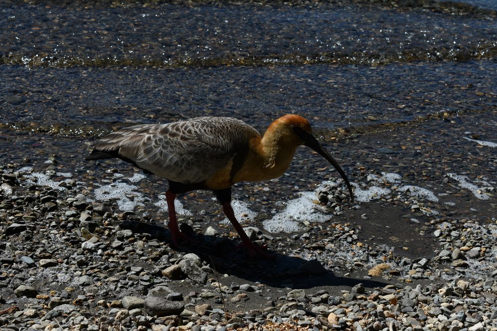 Фотография автора Liliana Cancino Abregu