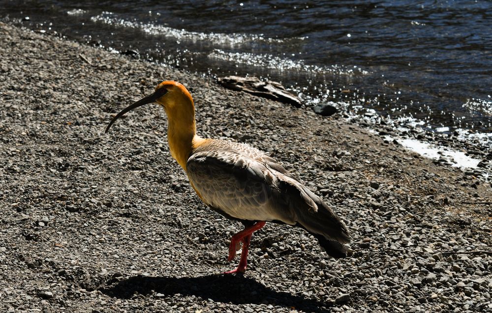 Фотография автора Liliana Cancino Abregu
