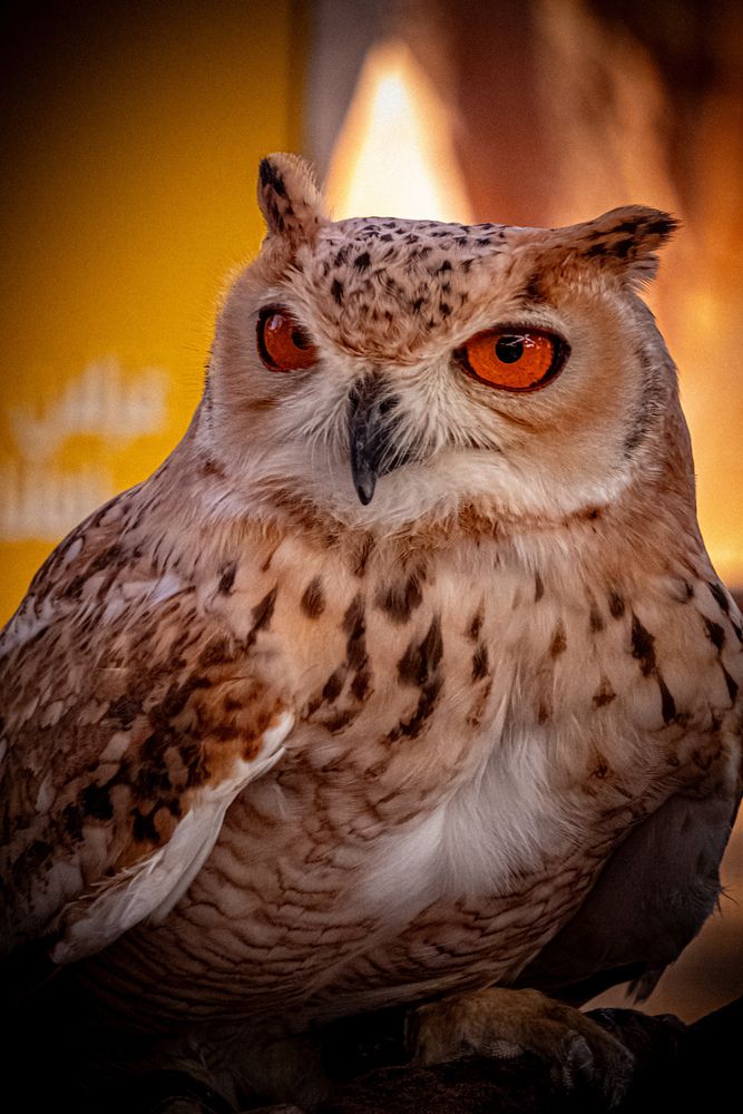 Photograph by Sarrah Yehia