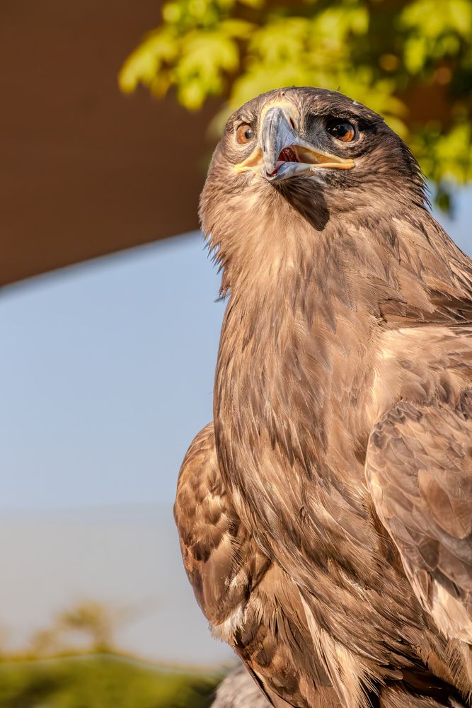 Photograph by Sarrah Yehia