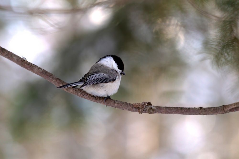 Photograph by Андрей Щербинин