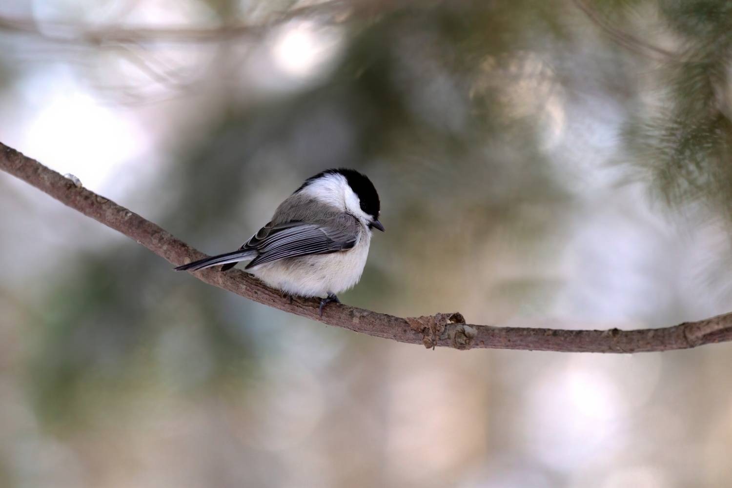 Фотография #13087580