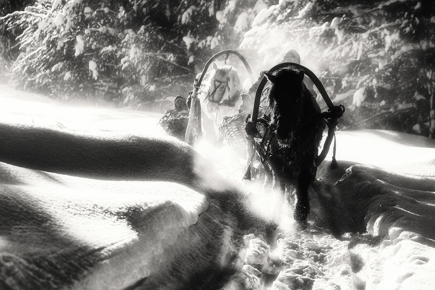 Photo #13087582