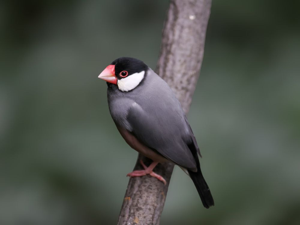 Фотография автора Sutan Naga Effendy