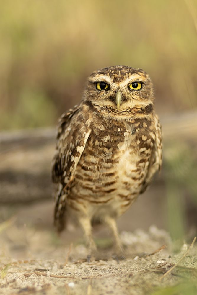 Photograph by Luiza Johnson