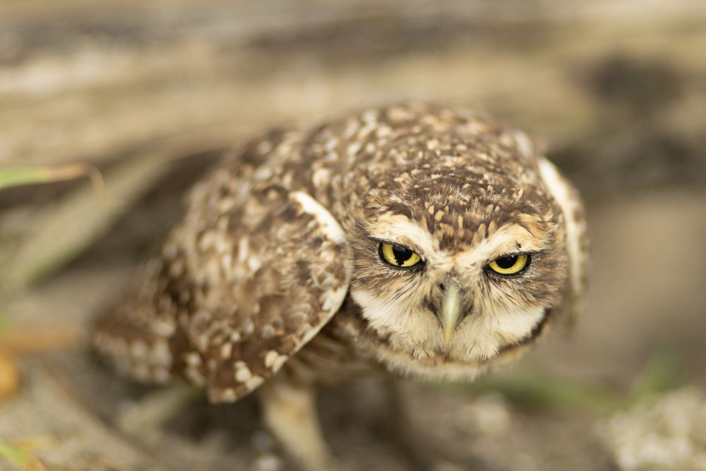 Photograph by Luiza Johnson