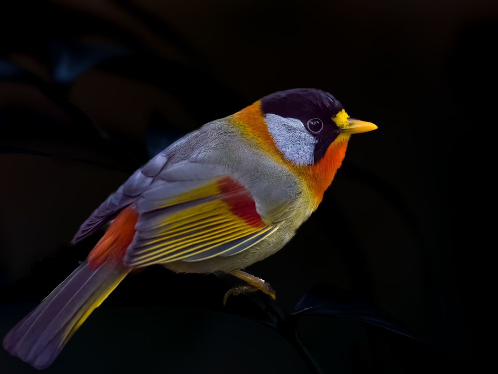 Фотография автора Wong Fei Hung