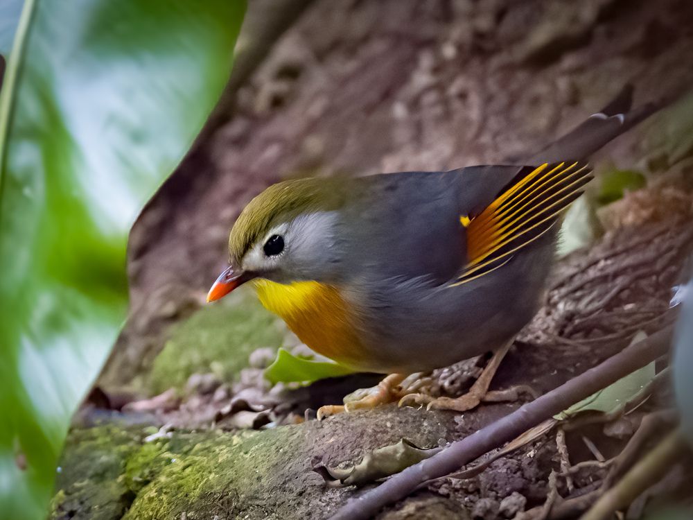 Фотография автора Wong Fei Hung