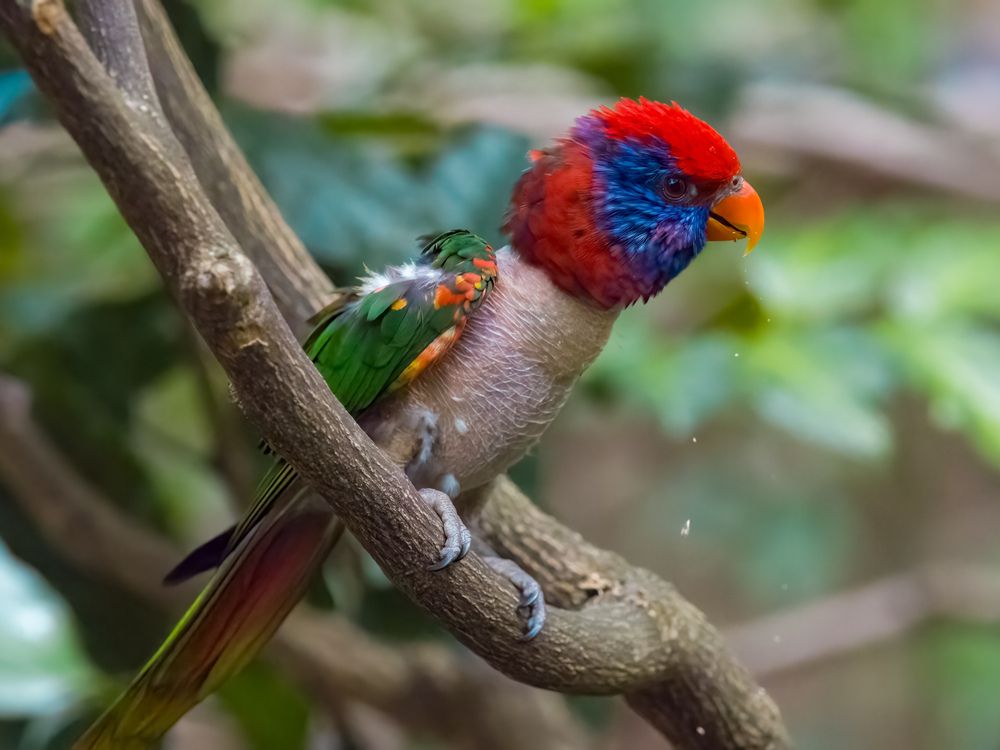 Фотография автора Wong Fei Hung