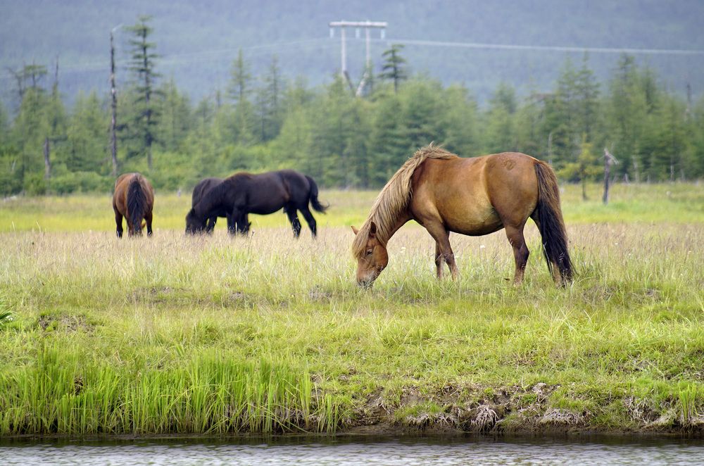 Photograph by Светлана Гореликова