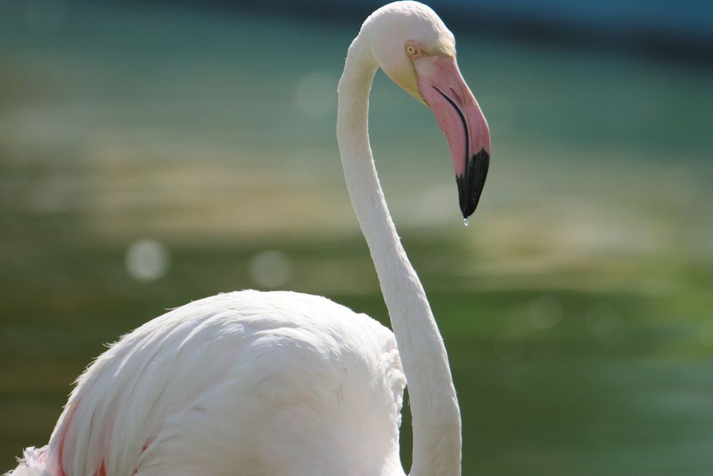 The Curve of the Neck